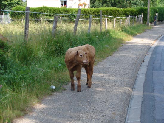 Petit veau route de bailly 