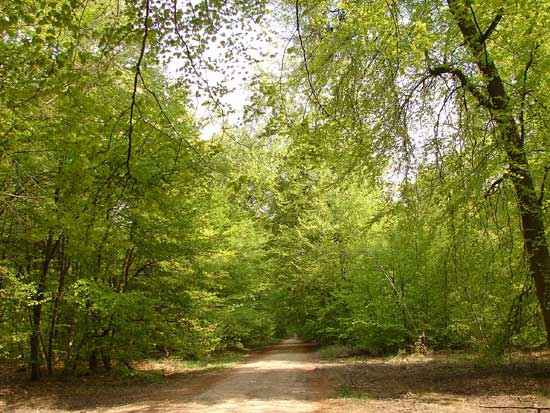 Chemin du Rond Buisson début Mai