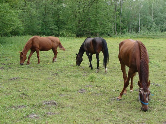  Chevaux à   La Folie